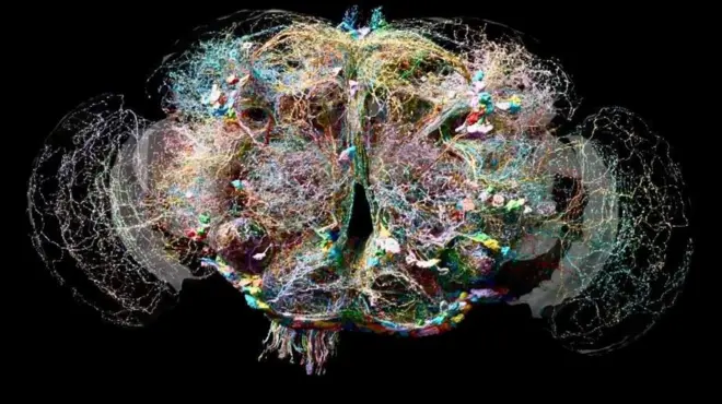 Устройство мозга мухи