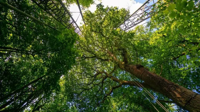 Araştırmada 180 yıllık meşe ağaçları incelendi