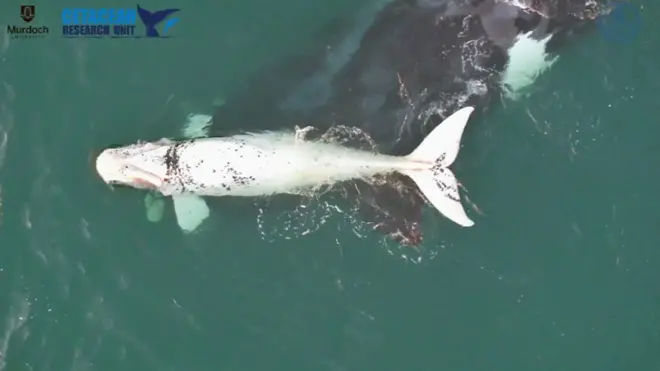 Ballena franca austral con su cría blanca