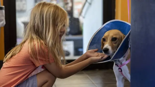 Molly, 4, pets a beagle rescued from Envigo breeding and research facility as her parents fill out adoption papers