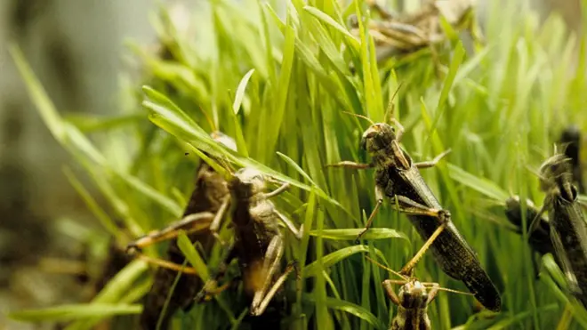 La FAO appelle à un financement urgent pour lutter contre la reproduction de ces insectes.