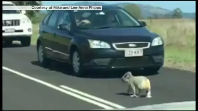 そこのけそこのけコアラが通る　豪の幹線道路で