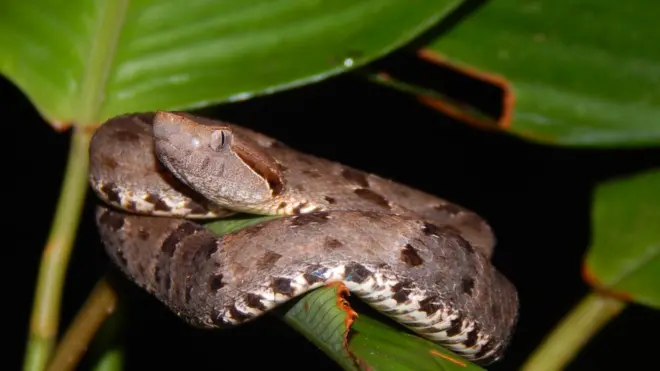 Todos os anos, na época das cheias, jararacas da espécie Bothrops atrox se concentram no alto das árvores