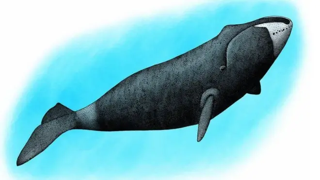 ધનુષ આકારના માથાવાળી વ્હેલ