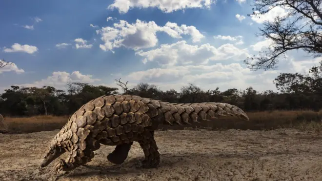 حيوان آكل النمل (البنغول)