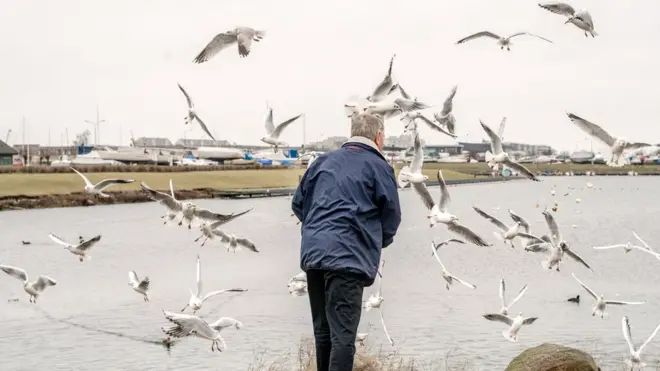 Домашние птицы заражаются вирусом от диких, в основном водоплавающих