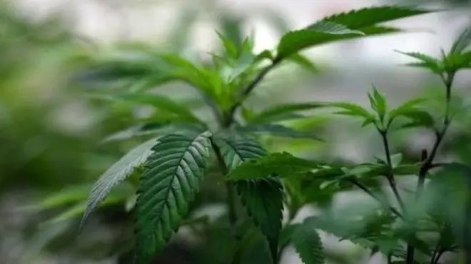 ඇස්තමේන්තු කර තිබුණේ ගංජා අලෙවිය නීතිගත කිරීමෙන් අනතුරුව පළමු දින හතර ඇතුළත ඩොලර් මිලියන 3ක අලෙවියක් සහ ඩොලර් මිලියනයක බදු ආදායමකි