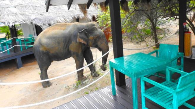 Ageing elephant with giant tusks each weighing 100lb covers itself