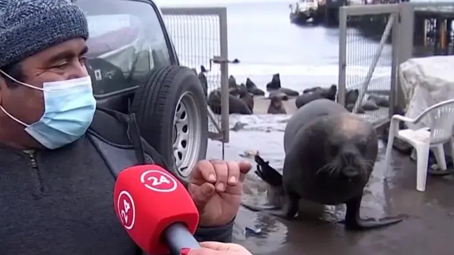 Морски лав прекида интервју