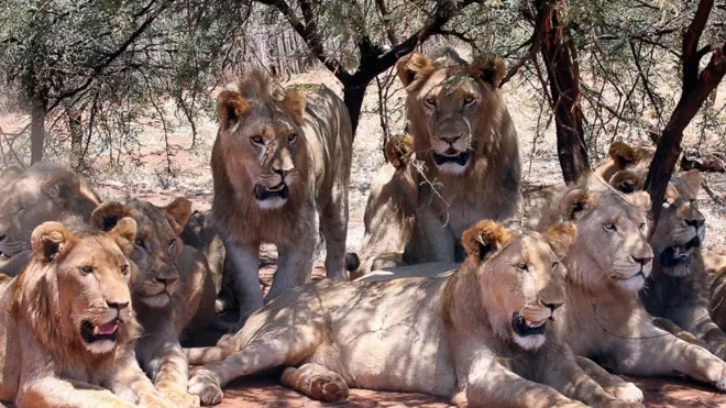 People still dey wonder how di lion dem take escape.