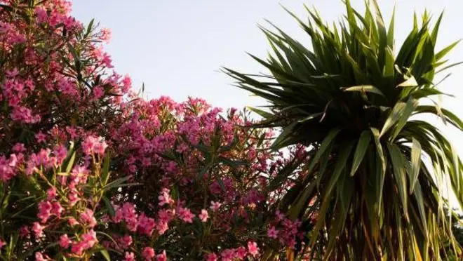 Oleander