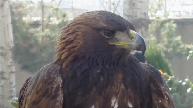 د افغانستان شمال ختیځ ولایت بدخشان د کمیابو مرغانو، ځانګړو حیواناتو لکه د واورو پلنګ، مارکوپولو هوسۍ، دښتي پیشو او دې ته ورته د نورو ځانګړو حیواناتو ملي پارک یا تم ځای ګڼل کېږي.