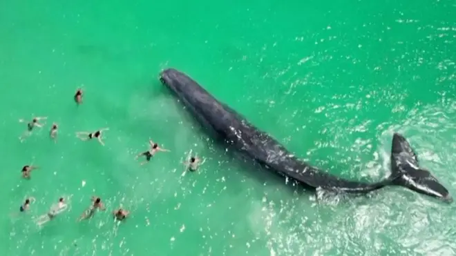 Susret plivača i kita na australijskoj plaži