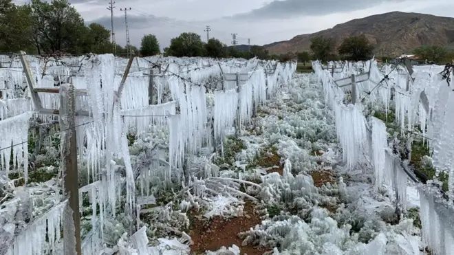 Zirai dondan etkilenen bir tarla 