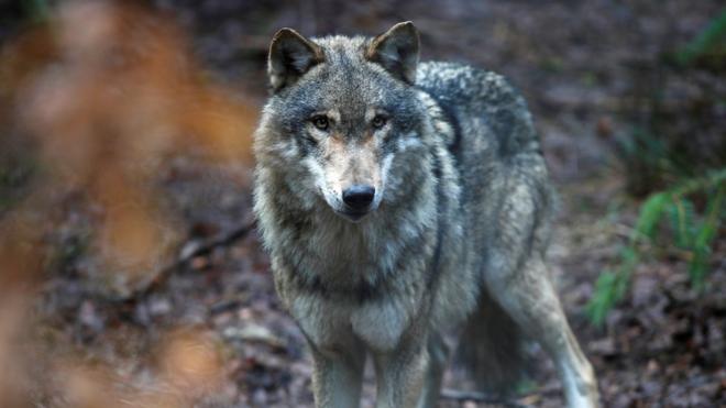 Wolf in wildlife park in Germany