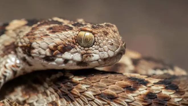 ابتكارات بسيطة لإنقاذ أرواح "138 ألف ضحية" للدغات الأفاعي سنويا