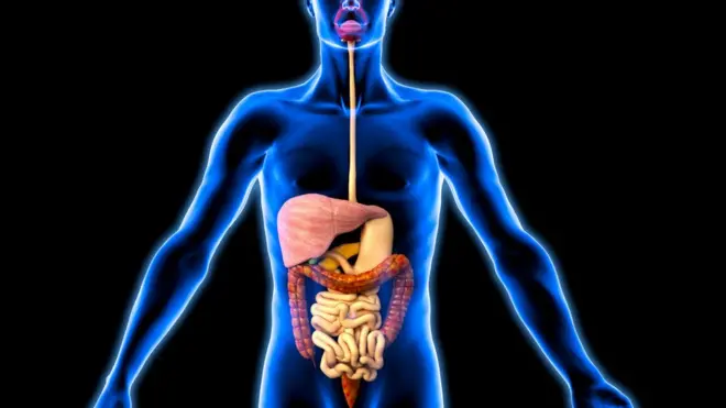 الجهاز الهضمي