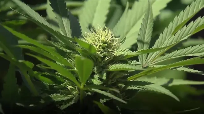 米カリフォルニア州北部で今月発生した大規模山火事で、医療用大麻(マリファナ)を育てていた業者も大きな打撃を受けた。