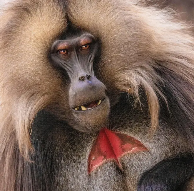 에티오피아 시미엔 산맥의 야생 수컷 겔라다개코원숭이