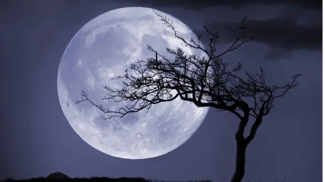 Moon and tree
