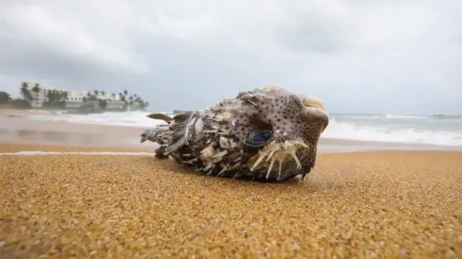 Fish washed up in Sri Lanka
