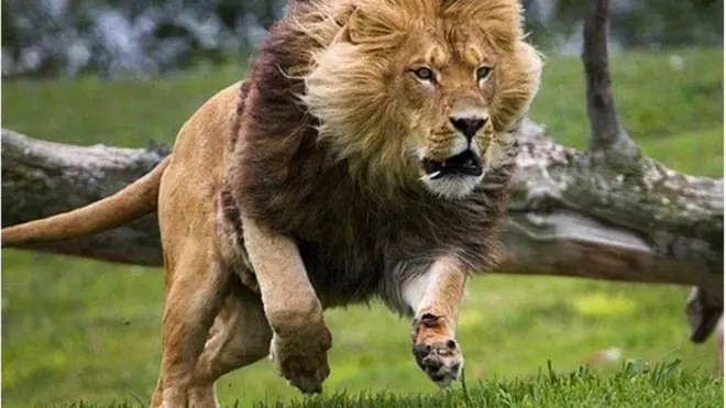 Kano Zoo: Kìnìún sá kúrò ní ọgbá ẹrànko lẹ́yìn to ṣe ọsẹ́ nínú ọgbà ẹranko