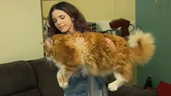 Кот Омар и его хозяйка