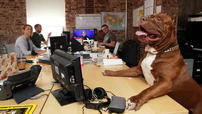 长期以来，许多公司，尤其是科技公司，都欢迎猫猫狗狗等动物到公司来（Credit: Getty Images）