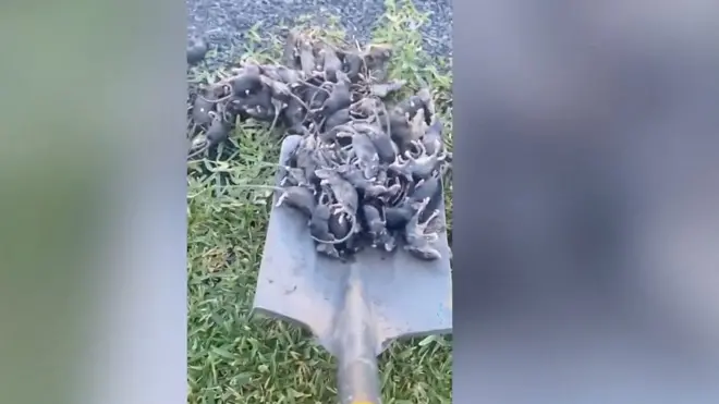 ملايين الفئران تجتاح مدن أسترالية