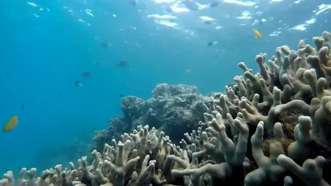 коралові рифи Австралії