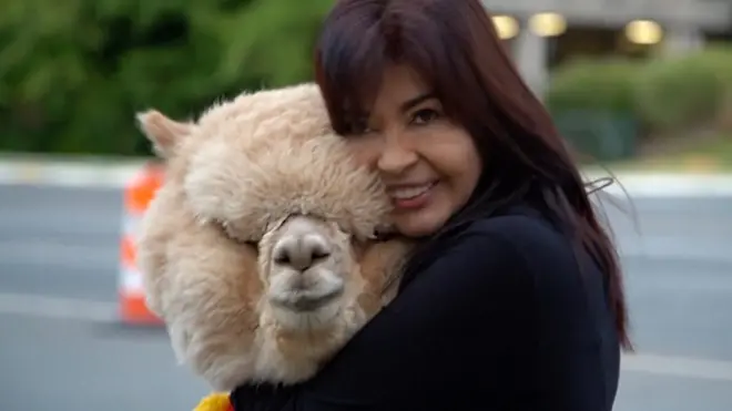 పార్టీలకు అతిథులుగా జంతువులు.. అవి కూడా అద్దెకు తెచ్చుకుంటున్నారు..