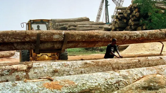 Ghanaian woodcutters wey dey arrange timbers from tress wey dem just cut for one of di many sawmills for Kumasi.
