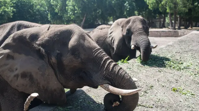 Enyi so anụmanụ a na-achọ achọ n'ụwa niile