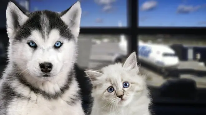 Собака и кот в аэропорту