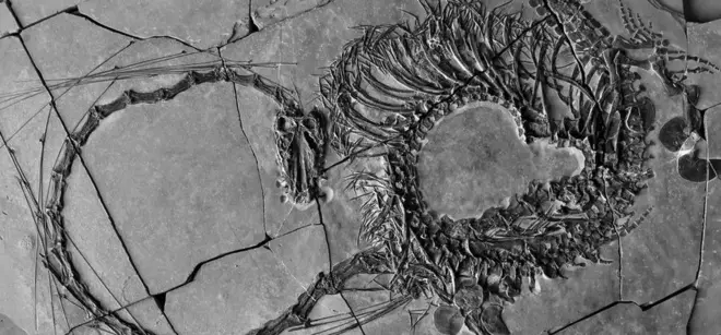 Fósil de un dragón