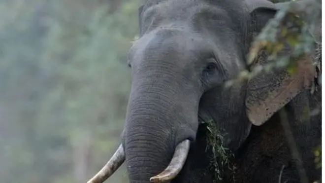 අලි මිනිස් ගැටලුව විසඳීමට විශේෂඥයින්ගේ අදහස් මෙන්ම ගොවි ජනතාවගේ හා ගැටලුවට මුහුණදී ඇති ජනතාවගේ අදහස් ලබා ගැනීමට රජය කටයුතු කර තිබේ.