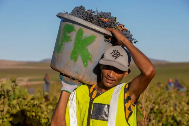 Le 17 mars 2022, des ouvriers agricoles africains sous contrat récoltent les raisins Tinta Barocca pour le domaine Boplaas dans la région viticole de Darling, sur la côte du Cap-Occidental en Afrique du Sud. Les vignerons ont annoncé une récolte de grande qualité, mais moins abondante, pour le millésime 2022. 
