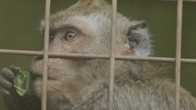 Mini, jaringan penyiksa monyet