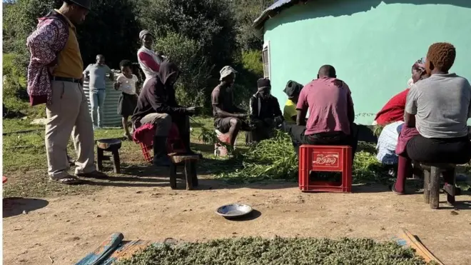 Des hommes et des femmes traitant le cannabis.