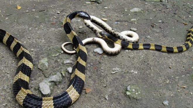 印度环蛇昼伏夜出，因此通常白天相对安静，但在晚上变得凶猛。它可以长到1.75米的长度。