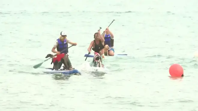 u vodi na tri daske za surf ili SUP vide se tri takmičara koji veslaju zajedno sa njihovim psima koji stoje na daskama