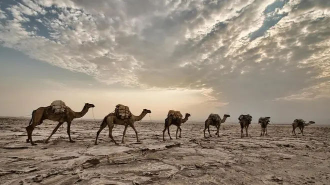 Danakil deve kervanı