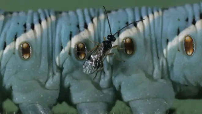 الطفيليات الدقيقة التي أنقذت صناعة بأكملها