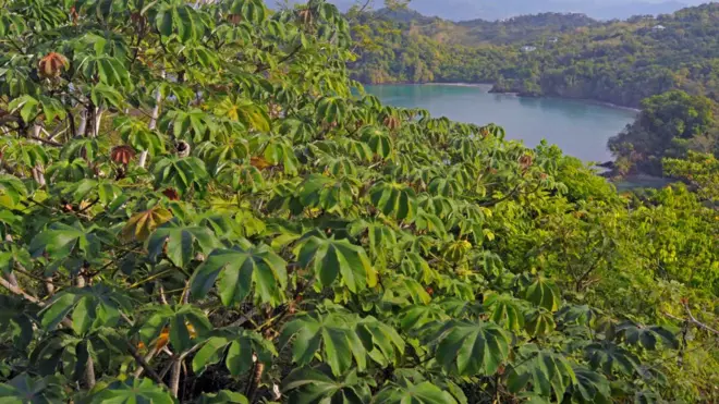 Paisaje forestal de Costa Rica