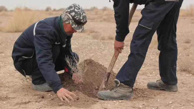 Ўзбекистон Орол денгизи тубидаги саҳрода саксовул экмоқда