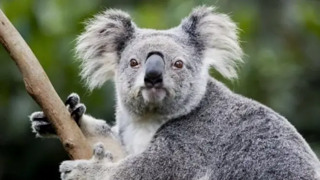 Коала у природі