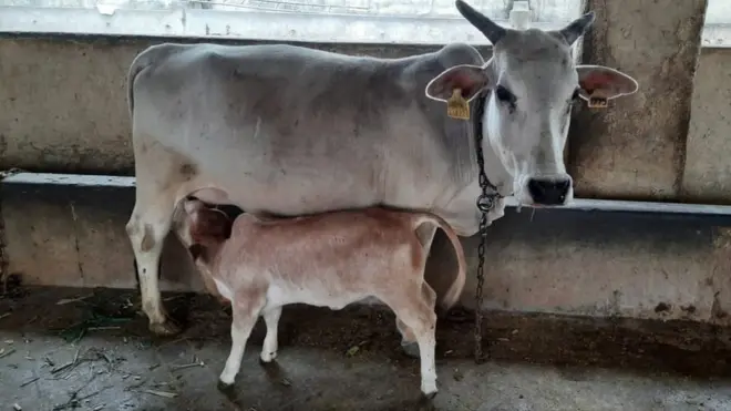 ఈ జాతి అంతరించిపోయే ప్రమాదంలో పడింది