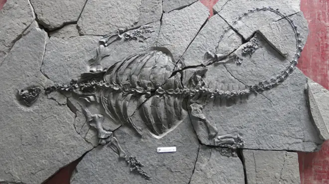 The nearly complete skeleton reveals a complex early history of turtles
