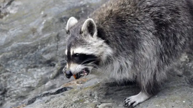 Прикордонники повідомили, що змушені були знешкодити єнота з ознаками захворювання на сказ
