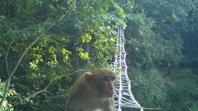 जङ्गली जनावर